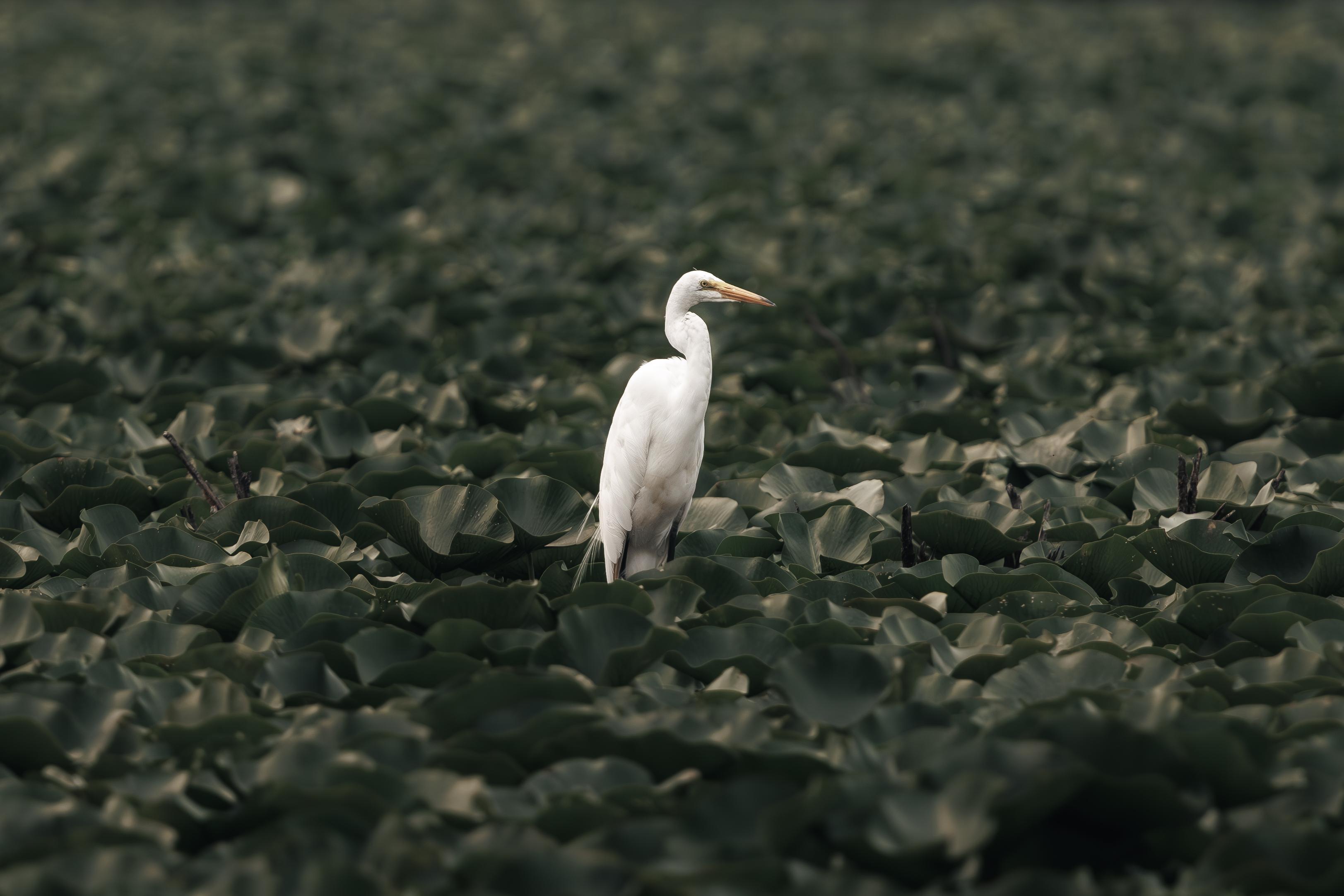 White Egret