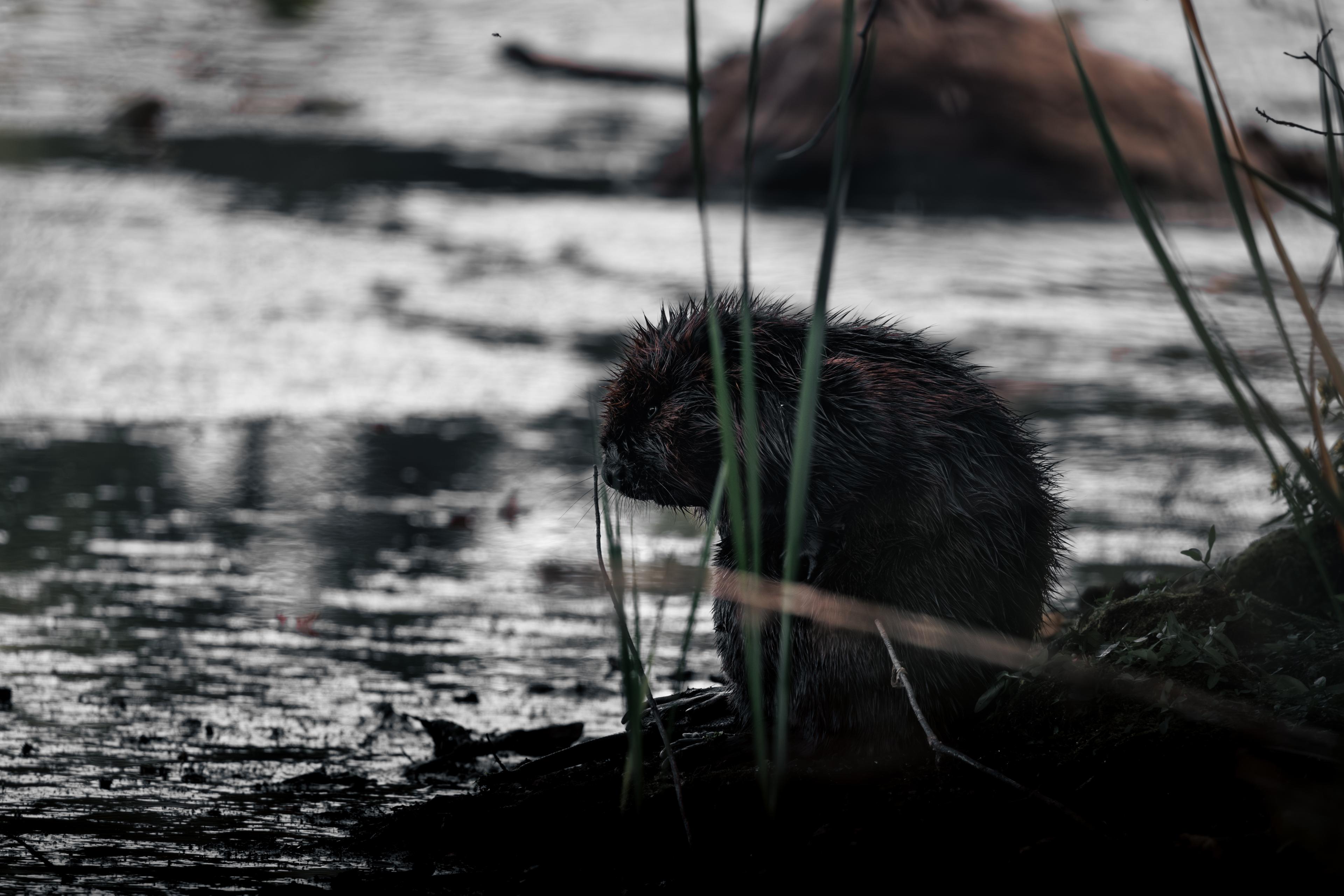 Beaver of Mud Lake