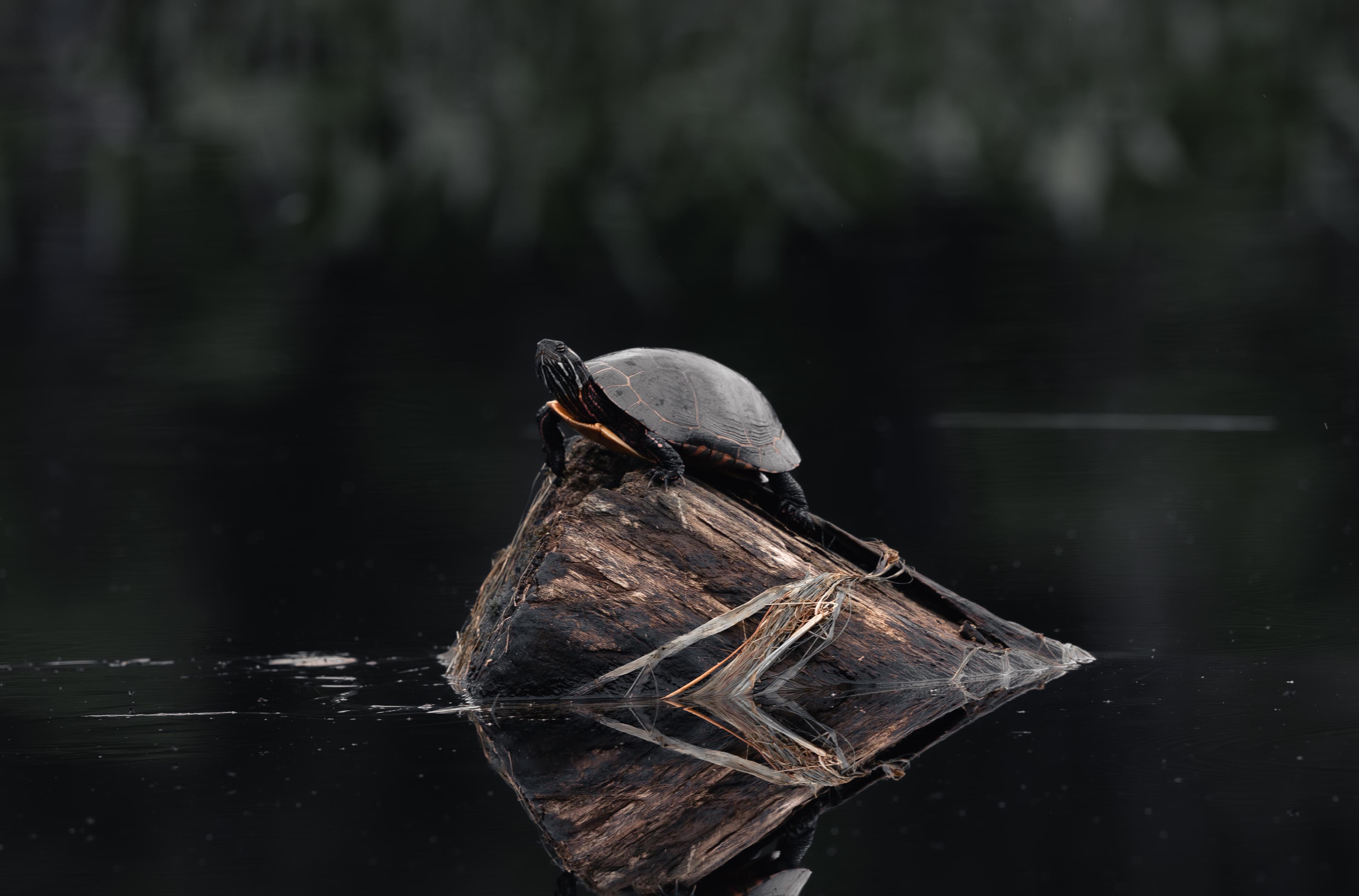 Painted Turtle