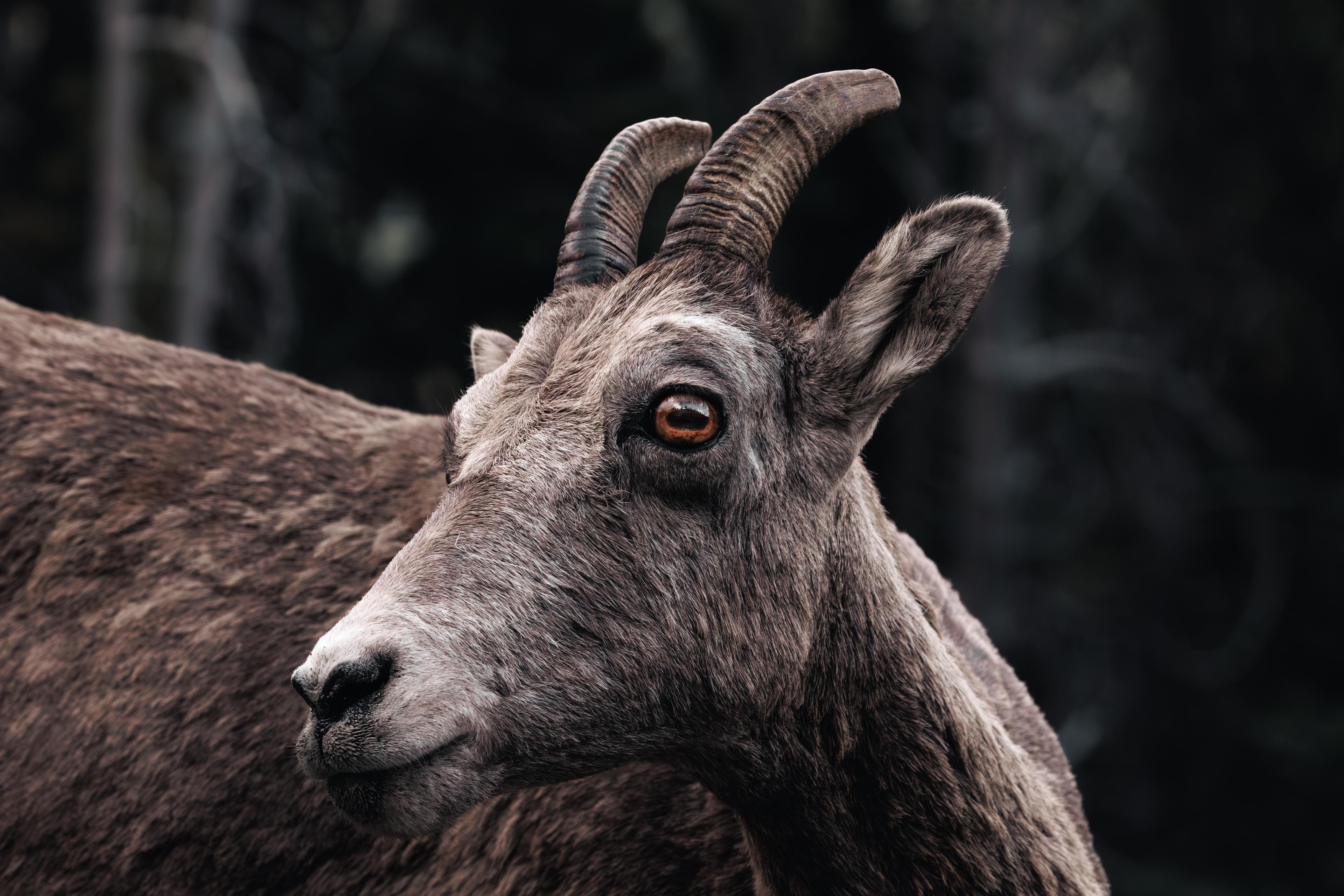 Big Horn Sheep