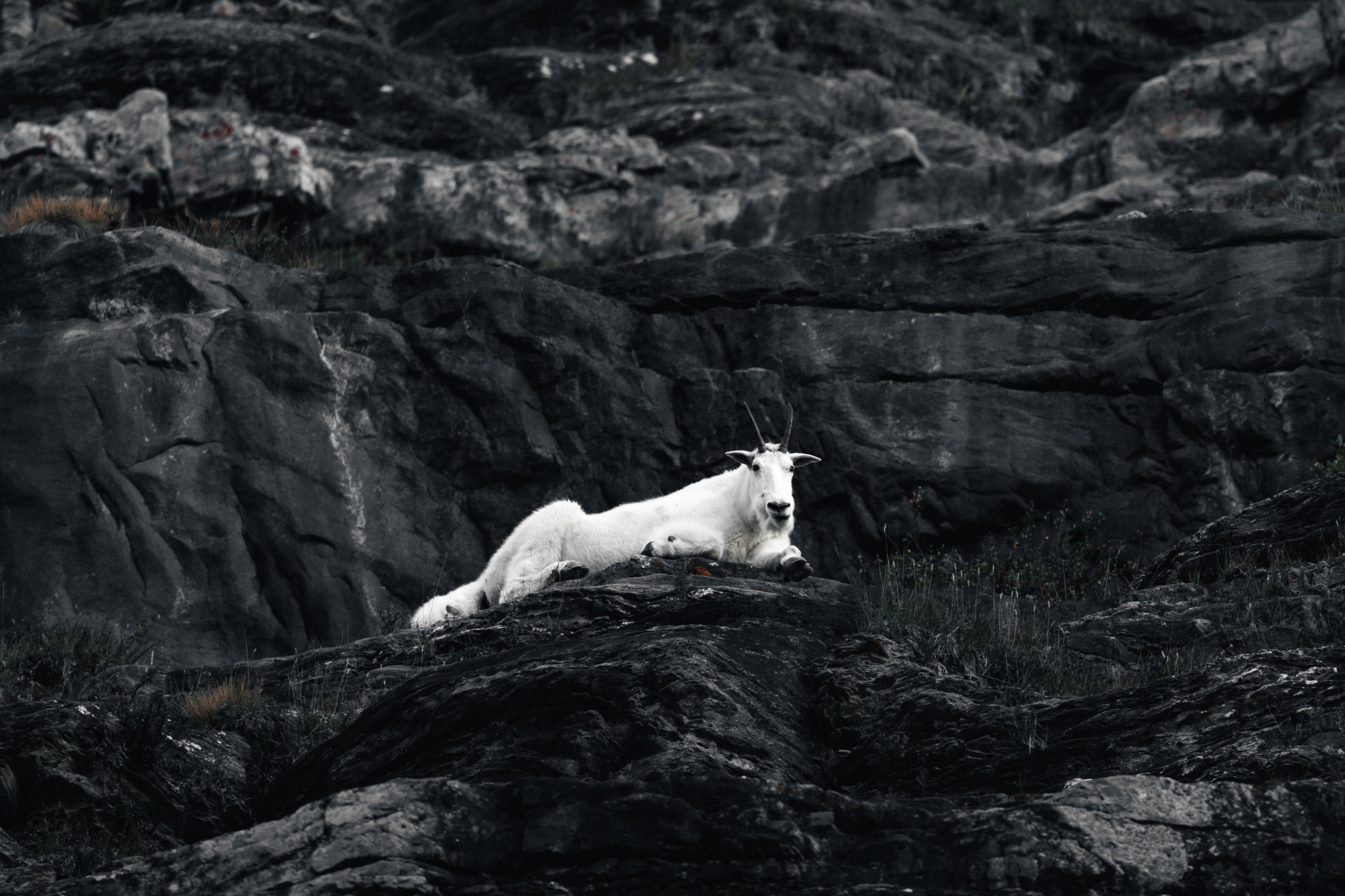 Mountain Goat