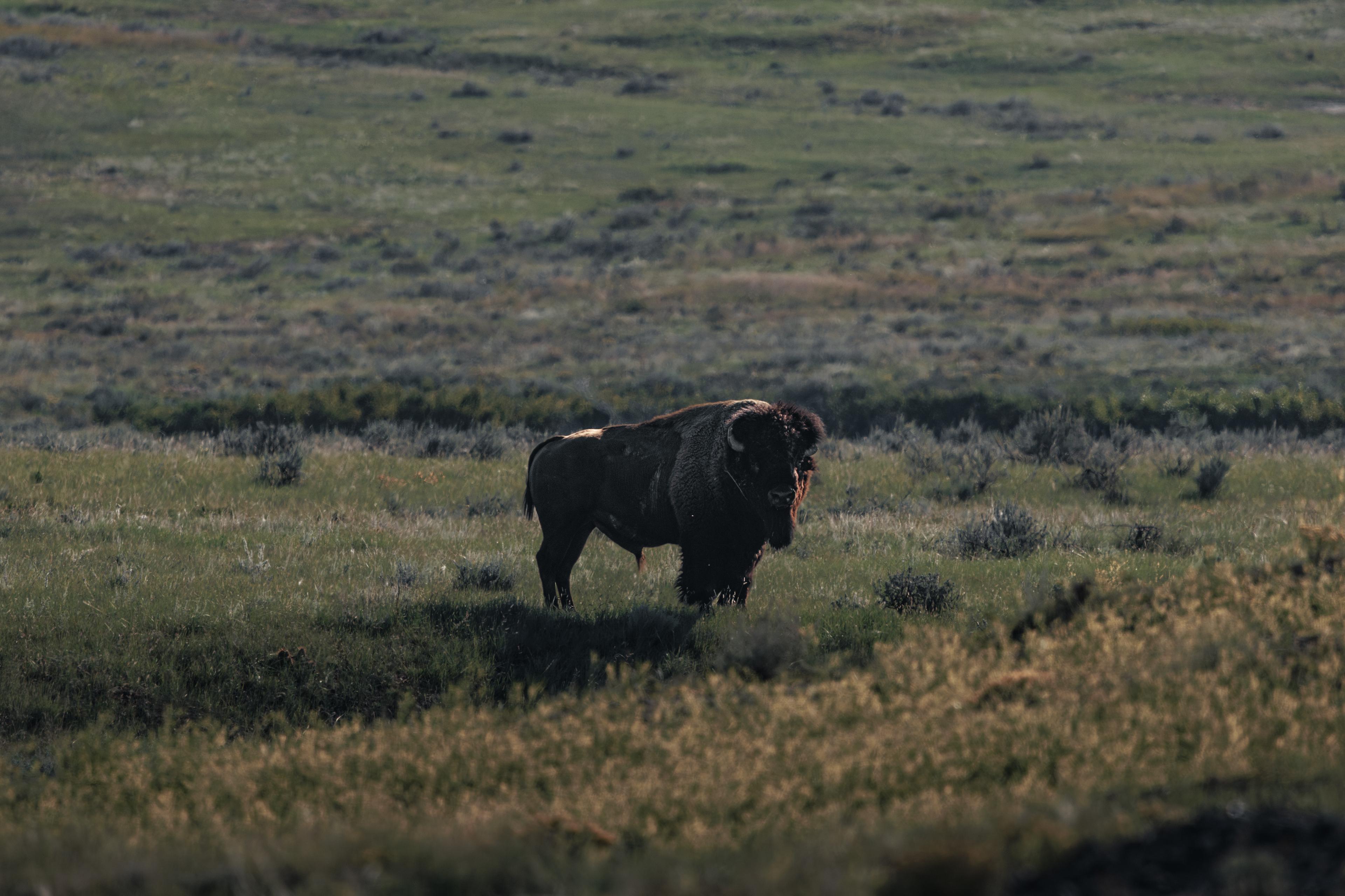 Grasslands Bison