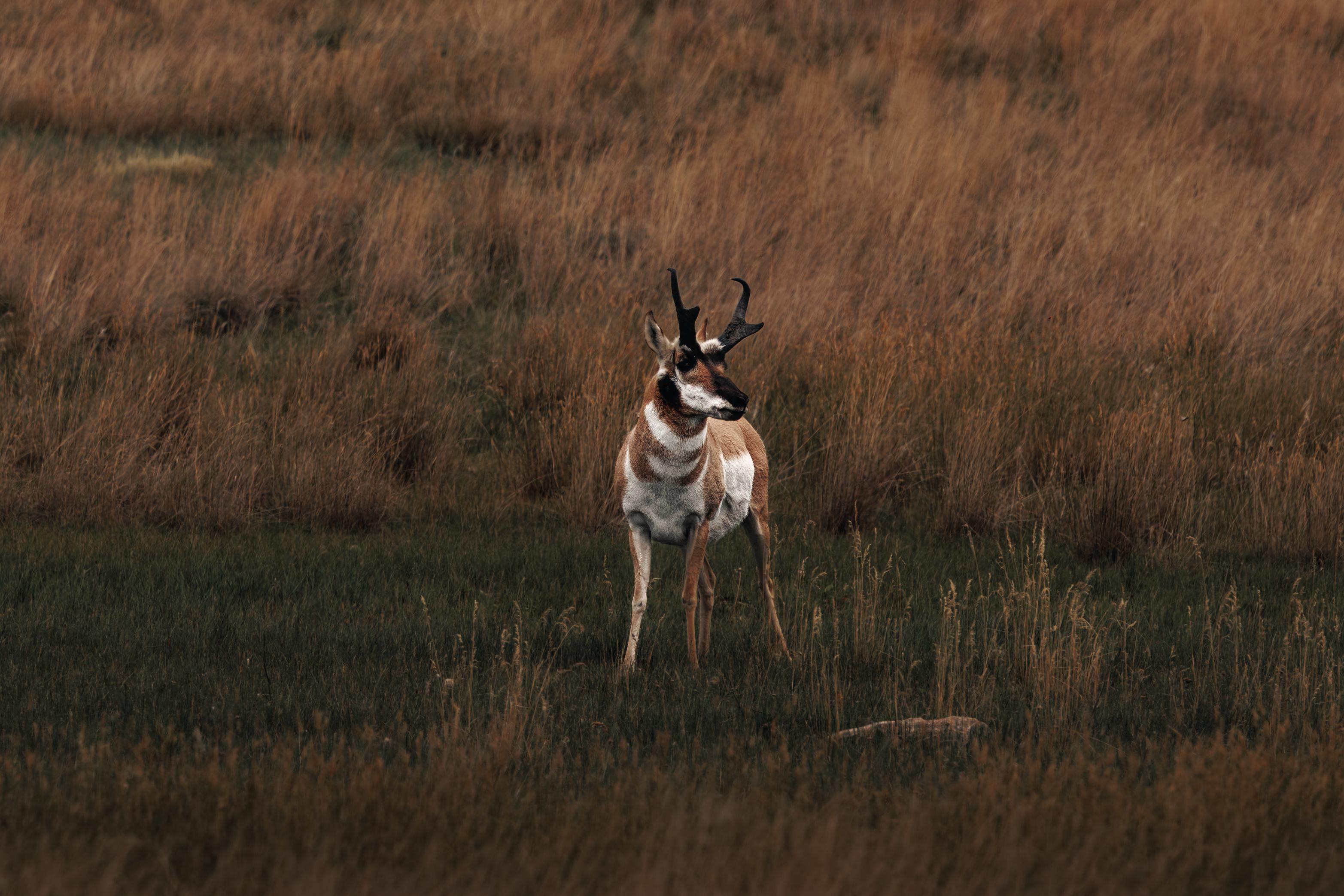 Pronghorn
